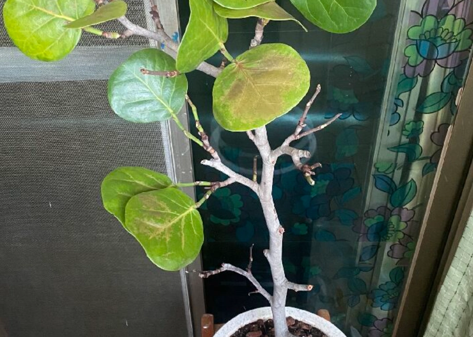 海葡萄枯萎病 海葡萄枯萎病