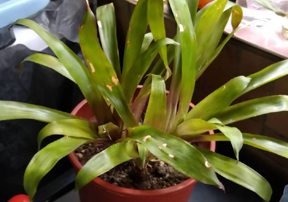 鳳梨花開花後處理