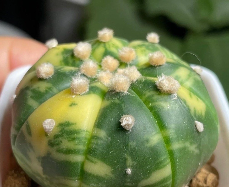 多肉植物黃化處理 多肉植物黃化處理