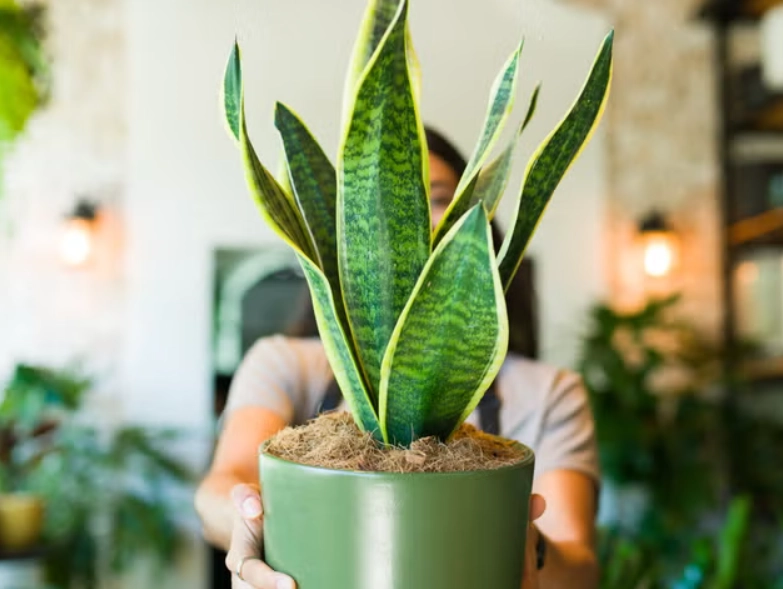 懶人植物 懶人植物