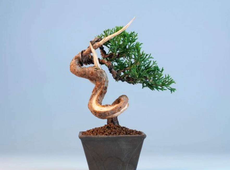 真柏盆景如何挑 真柏盆景如何挑