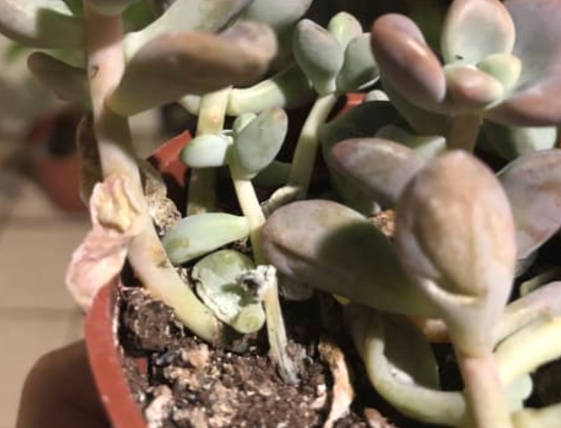 多肉植物葉子爛掉 多肉植物葉子爛掉