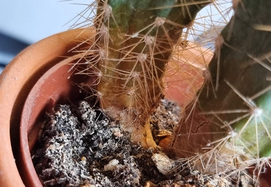 仙人掌養護技巧 仙人掌養護技巧