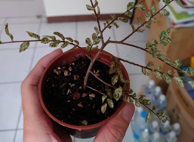 植物死掉土壤處理 植物死掉土壤處理