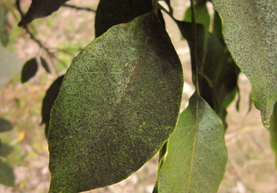 金錢樹葉子變黑原因 金錢樹葉子變黑原因