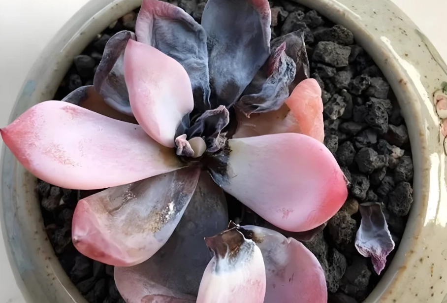 多肉植物變黑原因
