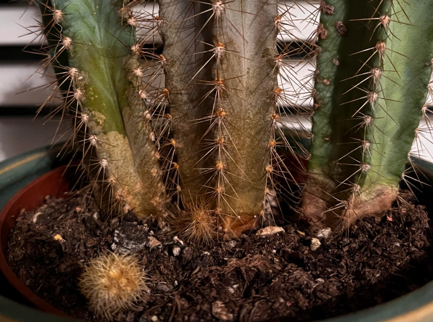 仙人掌枯黃原因 仙人掌枯黃原因