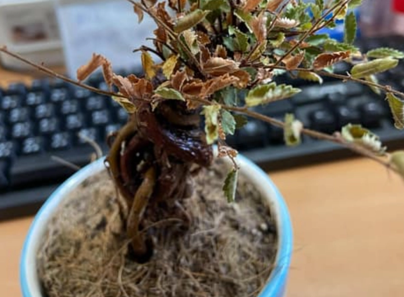 植物死亡土壤問題 植物死亡土壤問題