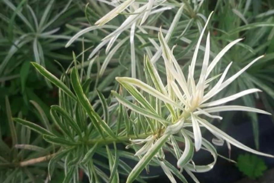 虎斑羅漢松價格 虎斑羅漢松價格