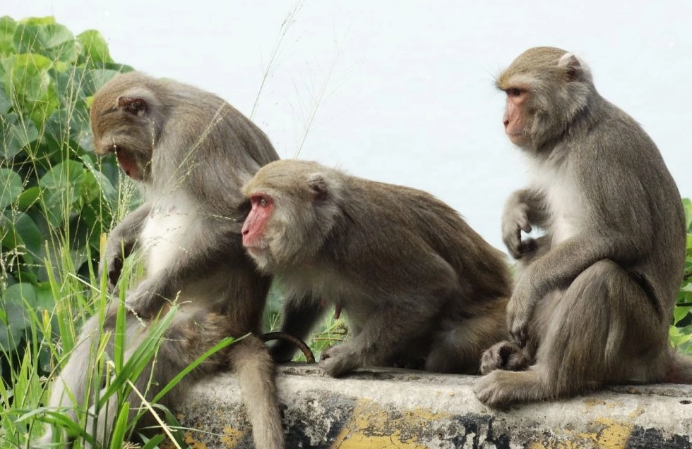 夢見猴子解夢 夢見猴子解夢