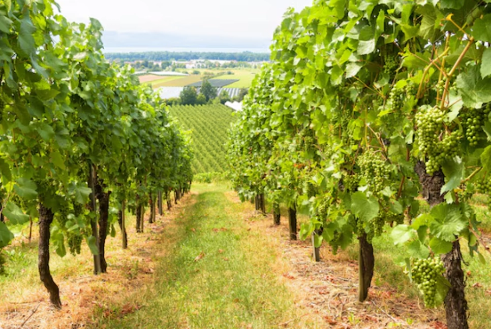 台湾葡萄种植季节
