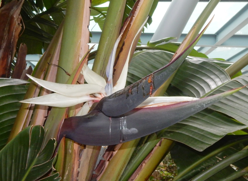 天堂鸟病虫害防治