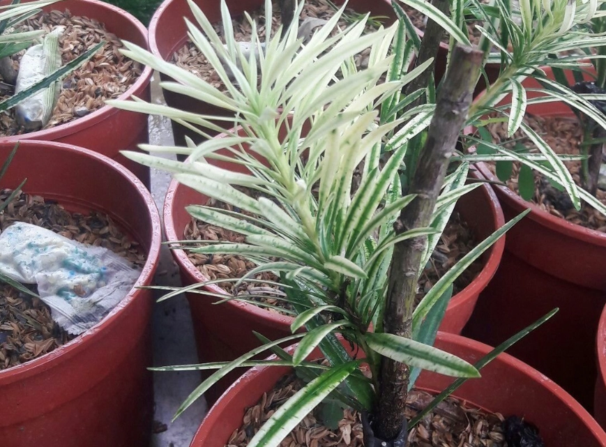 虎斑羅漢松價格