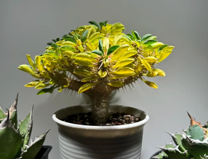 鬼棲閣葉子變黃原因