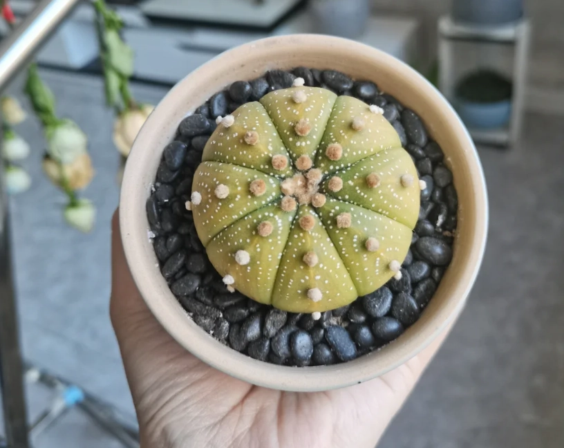 多肉兜變黃解決方法 多肉兜變黃解決方法