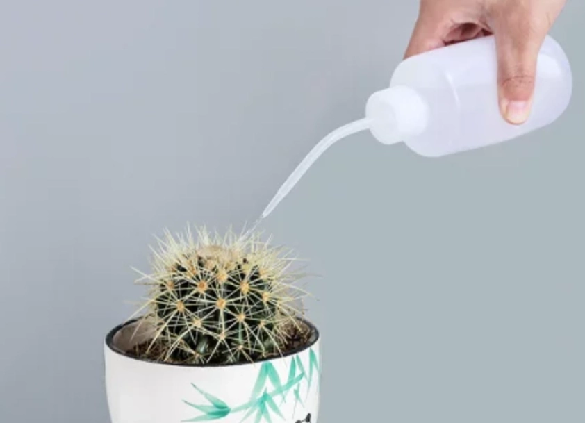 多肉植物澆水頻率