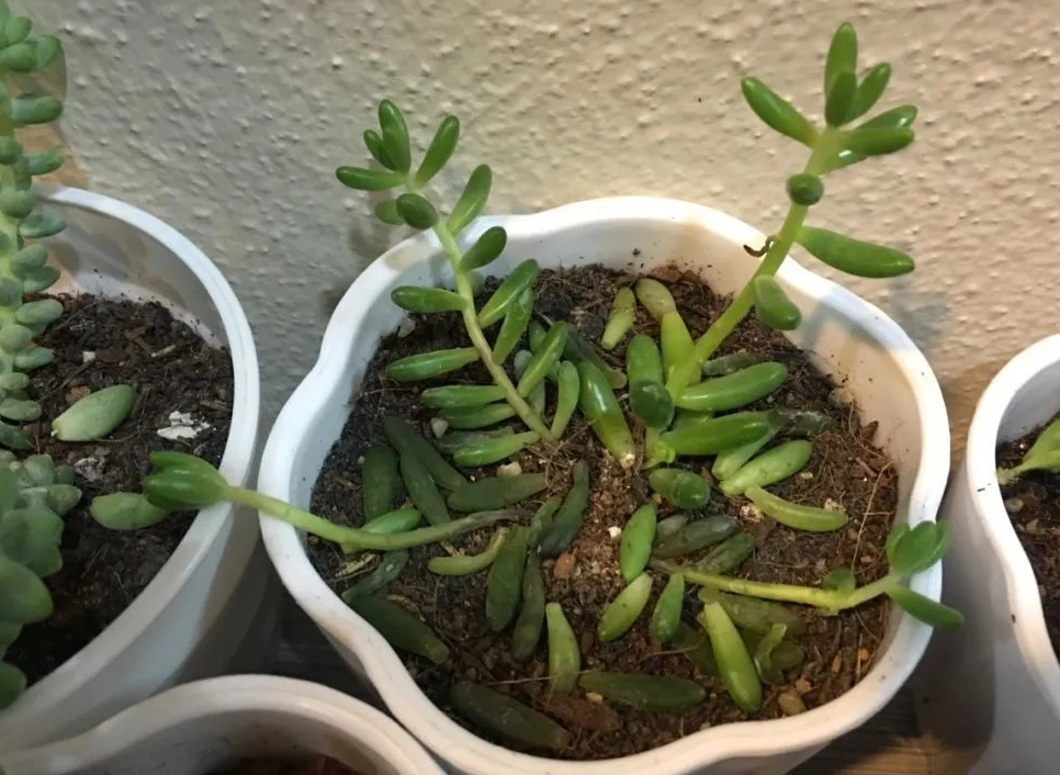 多肉掉葉子原因