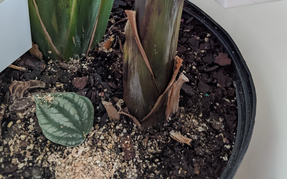 天堂鳥爛根治療