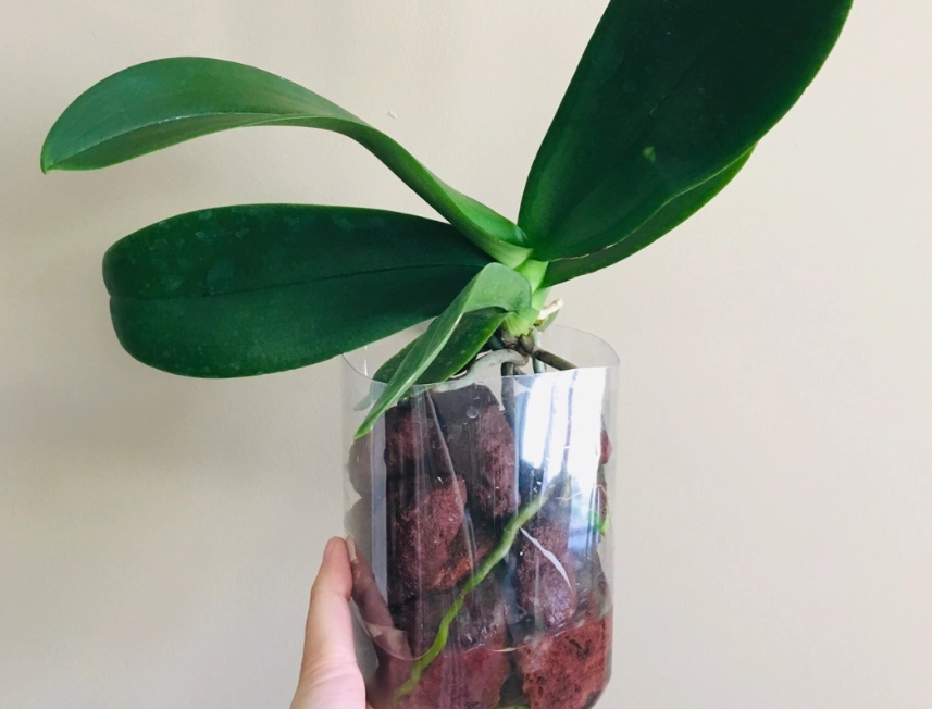 蘭花泡水功效 蘭花泡水功效