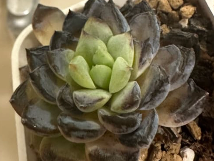 多肉植物變黑處理