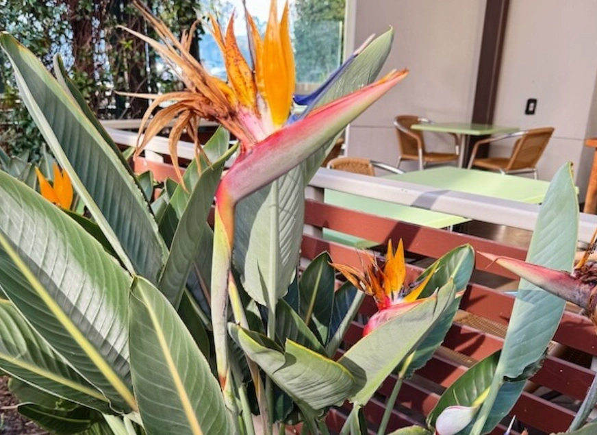 天堂鸟病虫害防治