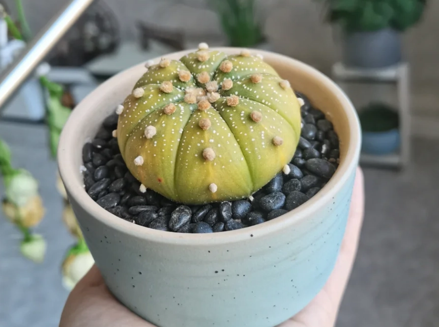 多肉植物黃化處理 多肉植物黃化處理