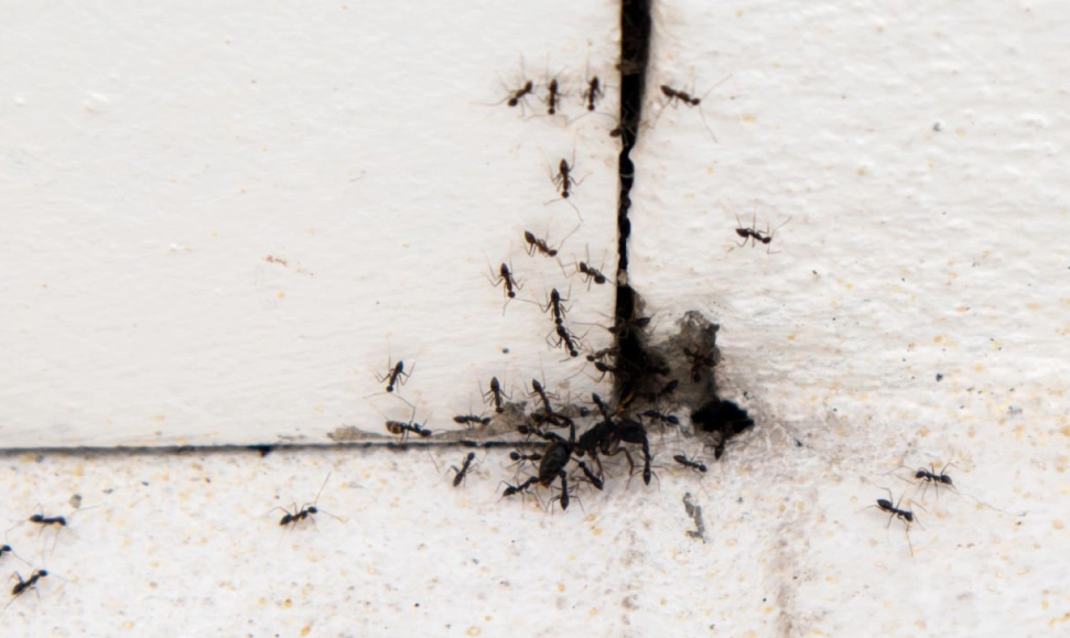 夢見螞蟻在牆上 解析 夢見螞蟻在牆上 解析