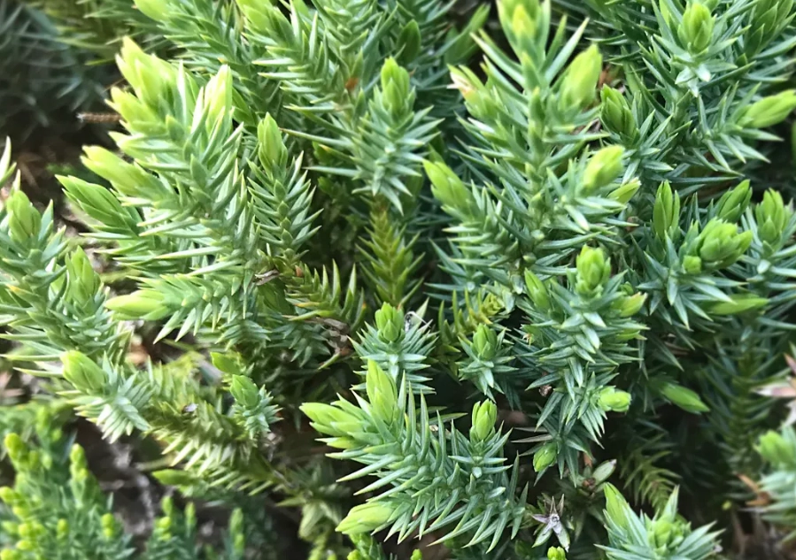 刺柏病虫害防治