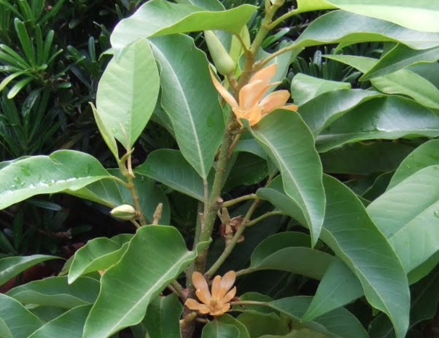 玉蘭花肥料推薦 玉蘭花肥料推薦