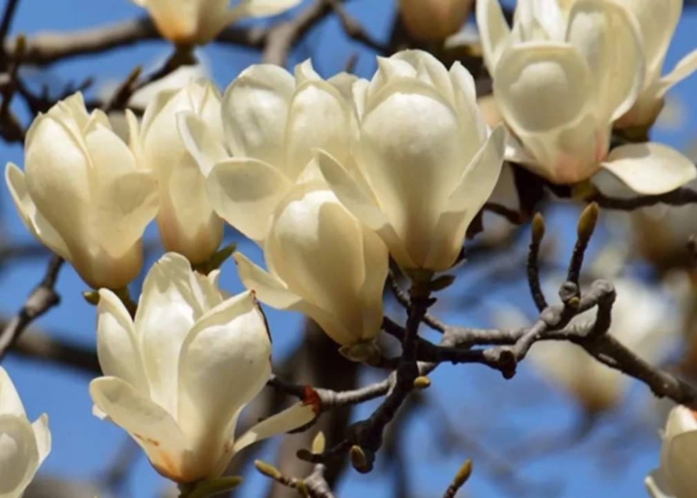 玉蘭花照顧 玉蘭花照顧