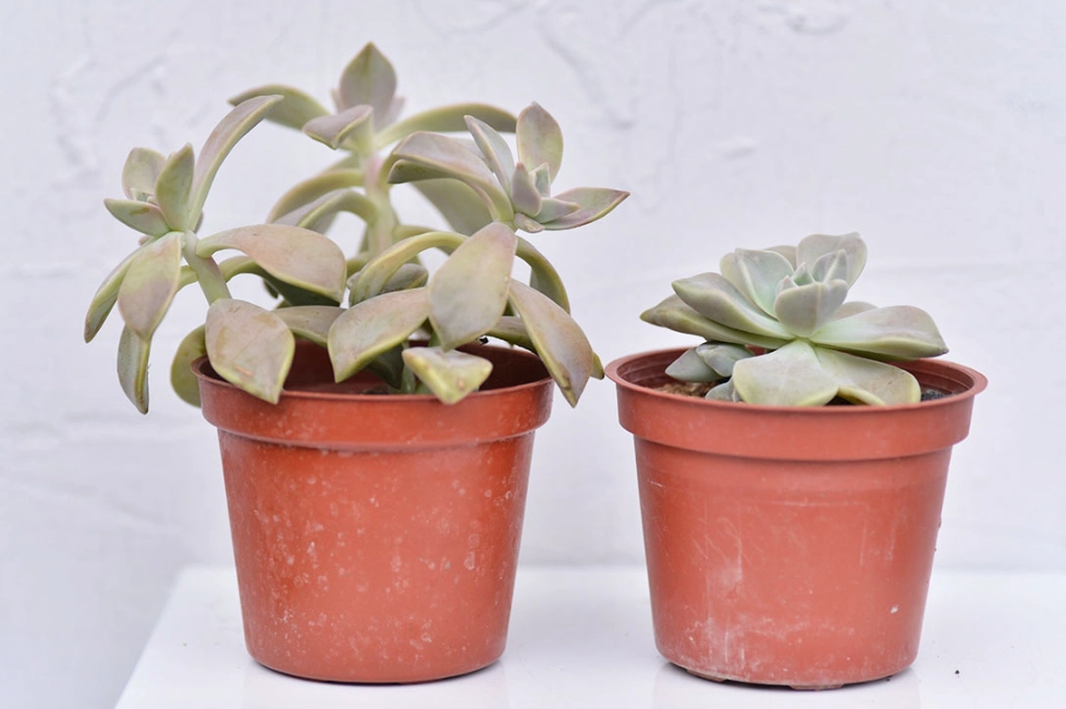 多肉植物徒長處理 多肉植物徒長處理