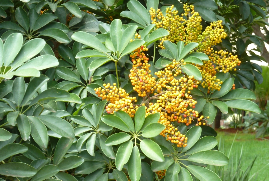 耐陰喬木種類 耐陰喬木種類