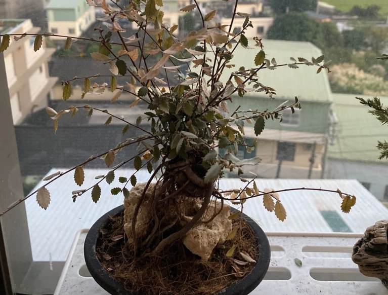 植物枯死原因 植物枯死原因