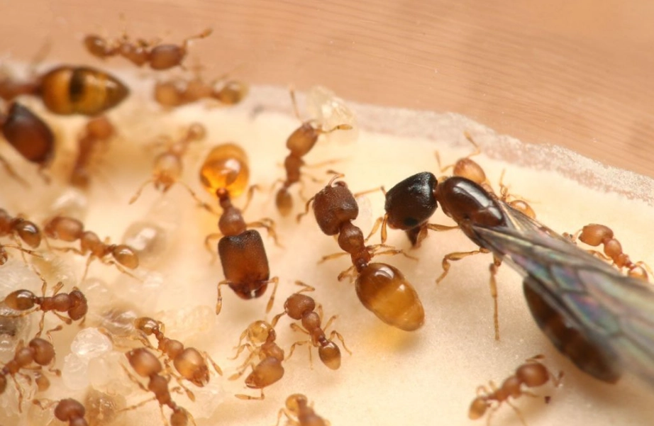 夢到很多螞蟻 夢到很多螞蟻