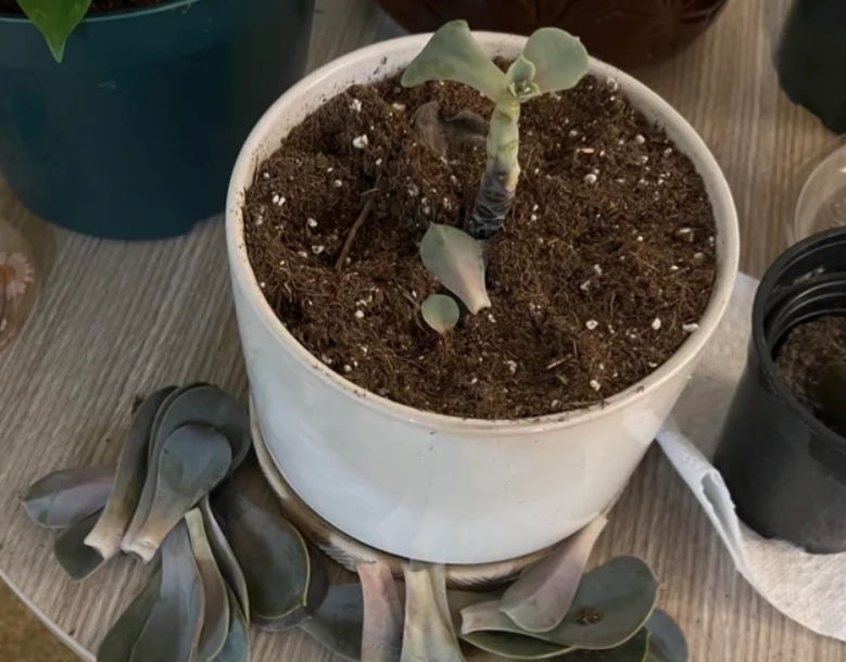 多肉植物掉葉處理