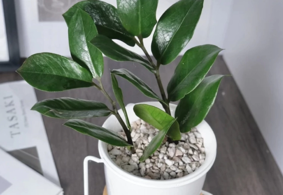 金錢樹圓葉養護 金錢樹圓葉養護