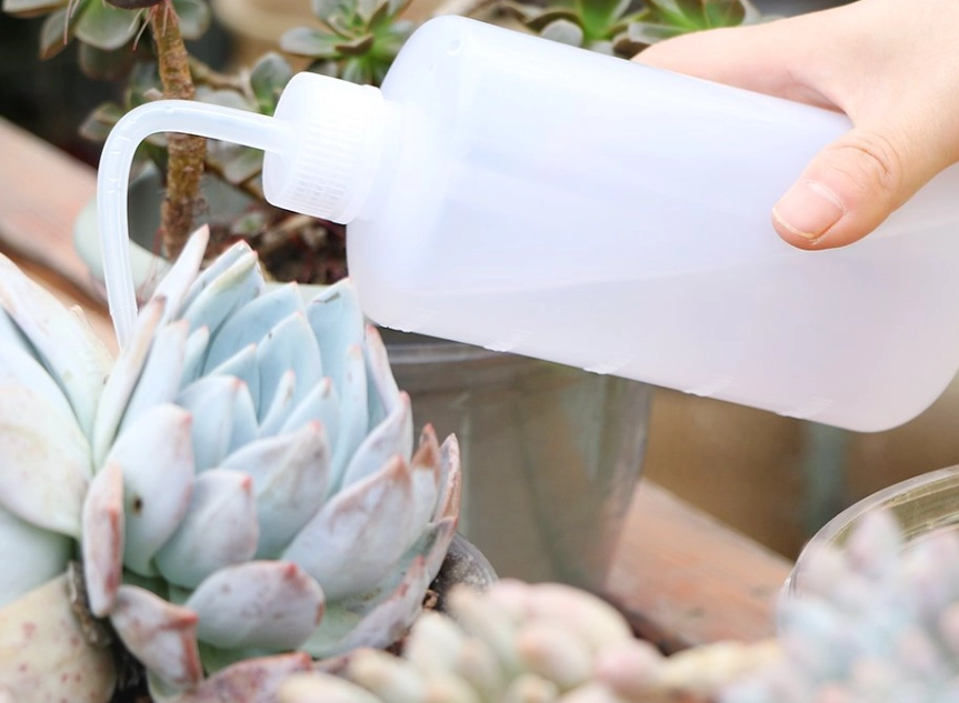 多肉植物澆水頻率