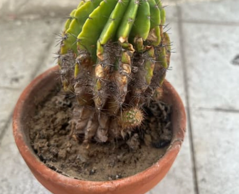 仙人掌枯黃原因 仙人掌枯黃原因