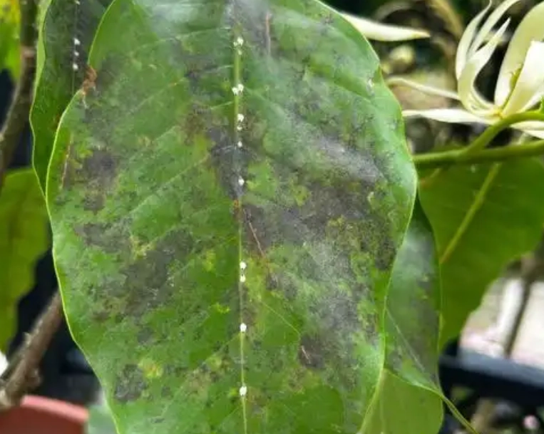 金錢樹養護 金錢樹養護