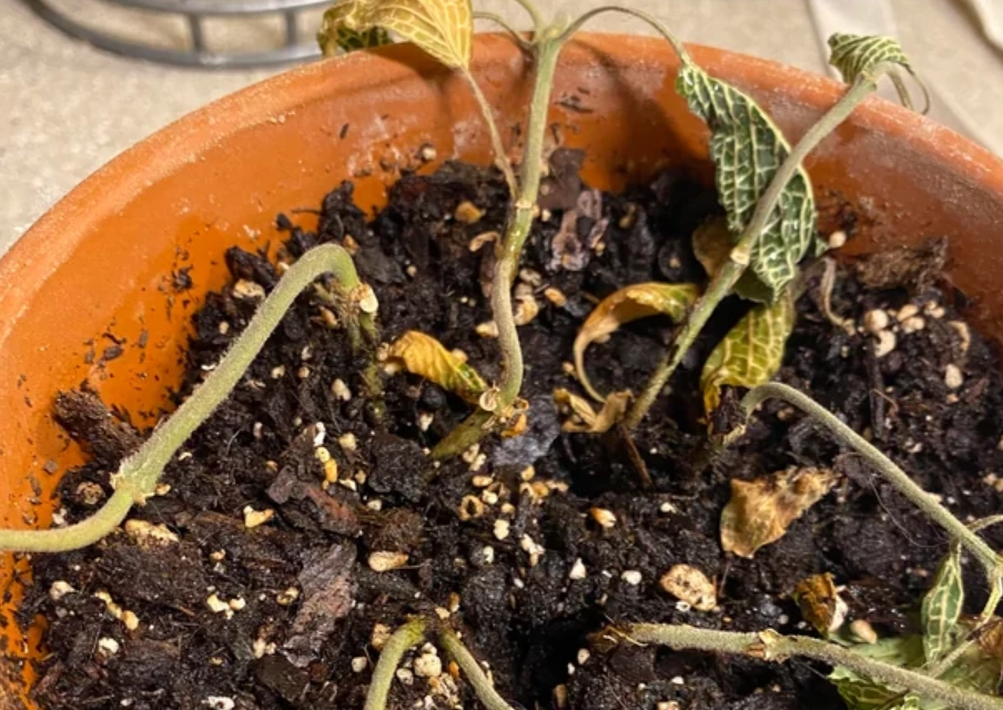 植物養死原因 植物養死原因