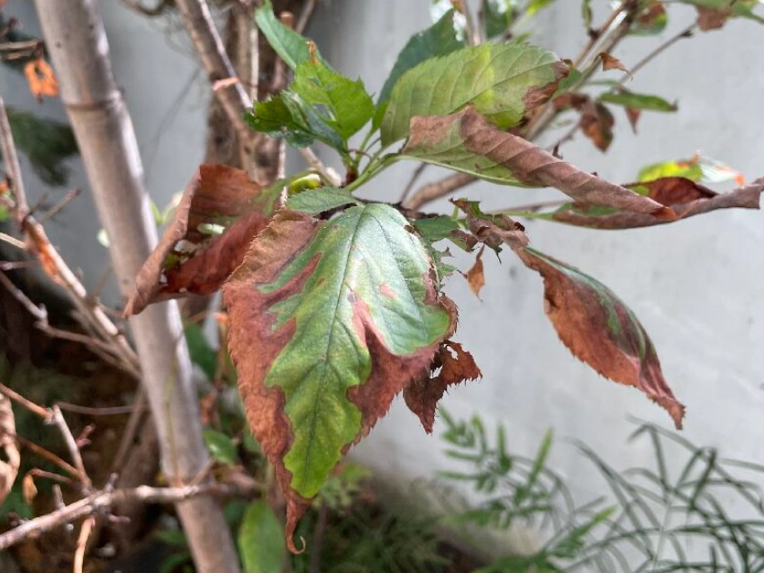 樹葉枯萎原因 樹葉枯萎原因