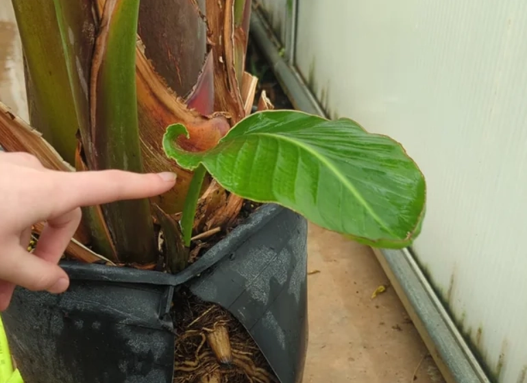 天堂鸟养护方法