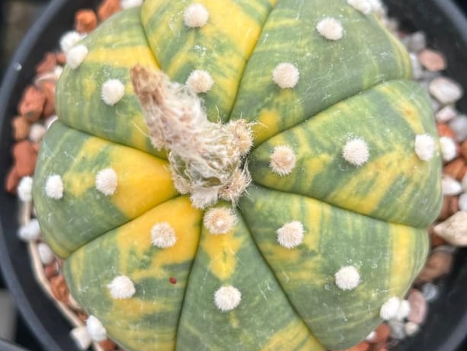 多肉兜變黃原因 多肉兜變黃原因