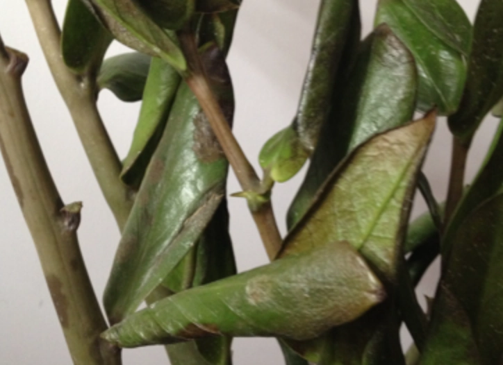 金錢樹養護 金錢樹養護