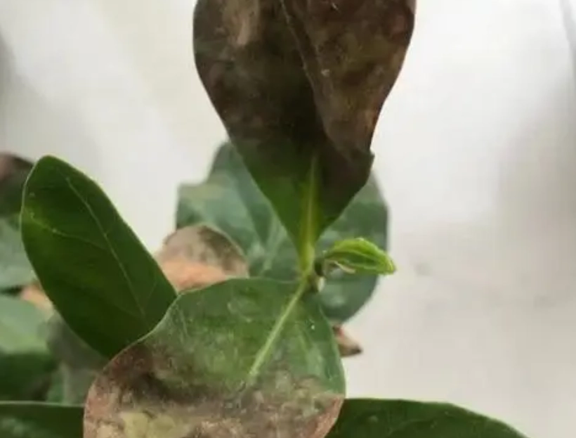 金錢樹葉子變黑原因 金錢樹葉子變黑原因