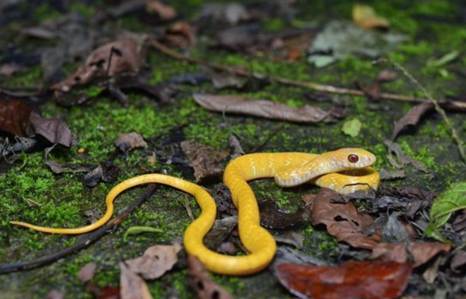 黃色蛇夢境心理學