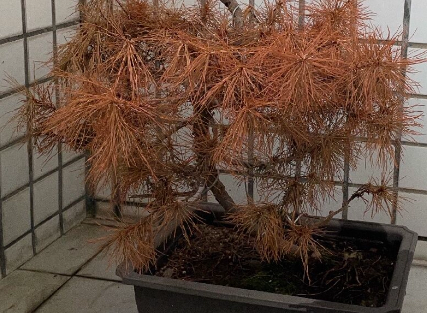 盆栽救活 盆栽救活