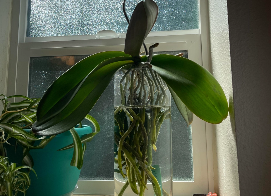 水耕 蝴蝶蘭 水耕 蝴蝶蘭