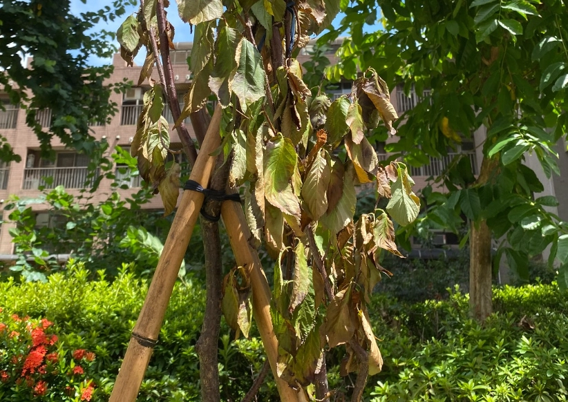 樹葉枯萎原因 樹葉枯萎原因