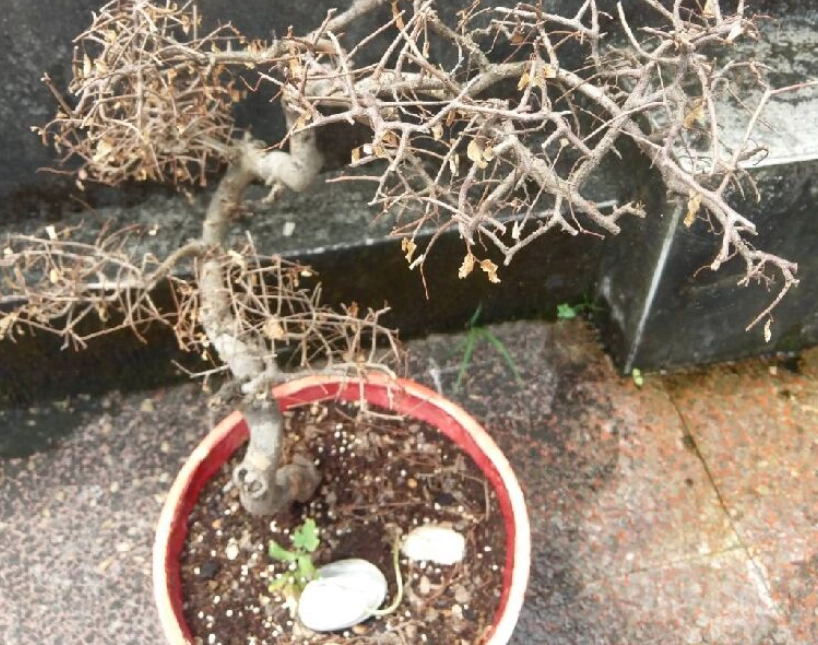 植物枯死原因 植物枯死原因